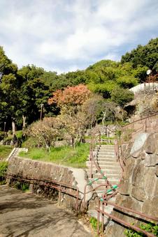 秋の梅林公園（神戸岡本）2 秋,梅林公園,神戸の写真素材