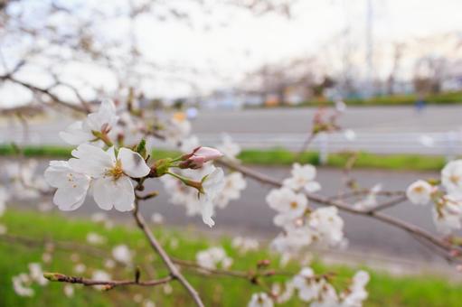 サクラ サクラ ソメイヨシノ,染井吉野,桜の写真素材