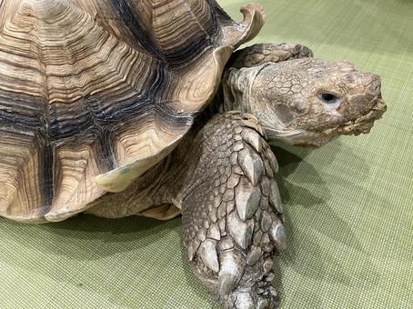 ケヅメリクガメ ケヅメリクガメの写真