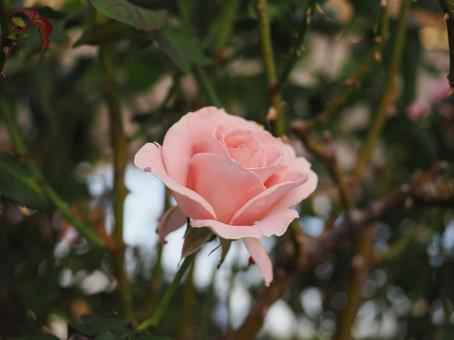 バラ園で綺麗な薔薇を撮影しました バラ園で綺麗な薔薇を撮影しましたの写真