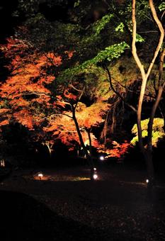 ライトアップ　紅葉の写真