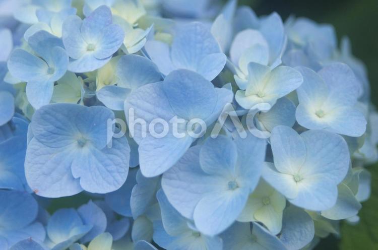 水色のあじさいのアップ アジサイ,6月,ズームの写真素材