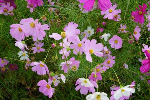 コスモス コスモス,秋,花の写真素材
