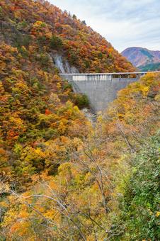 鳴子ダムの紅葉⑹ 秋,紅葉,山の写真素材