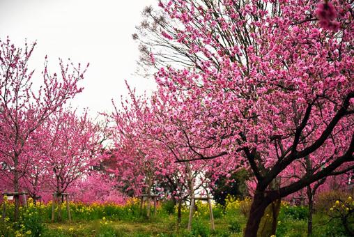 梅の花 梅の花 梅,ピンク,木の写真素材