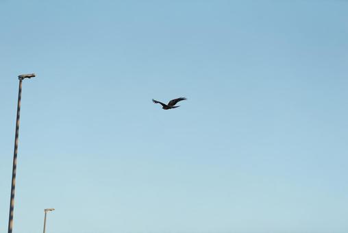 カラスが追いかけてきて慌てて逃げるトビ カラスが追いかけてきて慌てて逃げるトビの写真