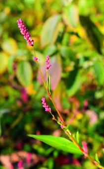 西日に打たれるイヌタデ イヌタデ,アカマンマ,タデ科の写真素材