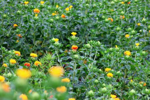 Photo, safflower hata, safflower, red, 