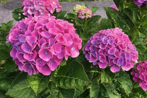 Dark pink hydrangea, hydrangea of ​​pink color, it is lively., pink hydrangea, JPG