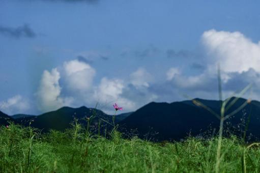 <素材>咲き始めたコスモス畑と青空” <素材>咲き始めたコスモス畑と青空”の写真