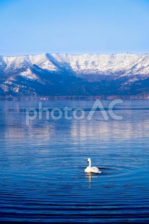 屈斜路湖の白鳥 白鳥,鳥,動物の写真素材
