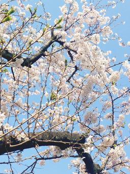 桜 桜の写真