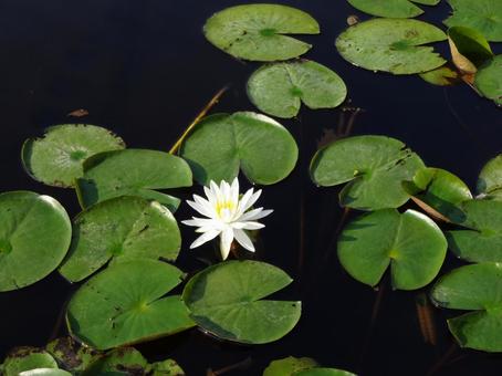 Water Lily, JPG Water Lily, JPG