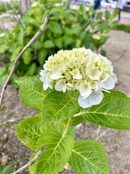 咲き始めの紫陽花 咲き始めの紫陽花の写真