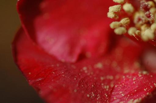 Japanese quince flower, JPG Japanese quince flower, JPG