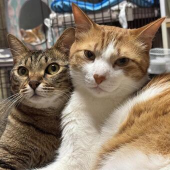 仲良く寄り添う２匹の猫 猫,家猫,茶白の写真素材