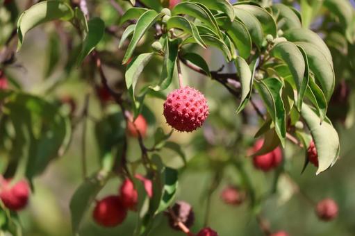 枝先の赤い実と緑の葉のヤマボウシの木 枝先,赤い,実の写真素材