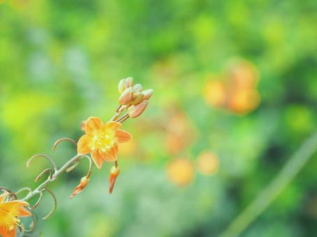 秋の花 秋の花 秋,秋の花,11月の写真素材