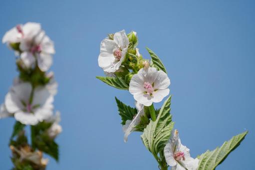 ウスベニタチアオイ⑵ ウスベニタチアオイ⑵ 初夏,ウスベニタチアオイ,花の写真素材