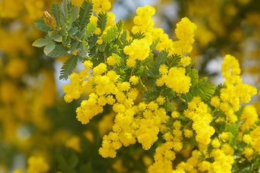 Yellow Flower, JPG