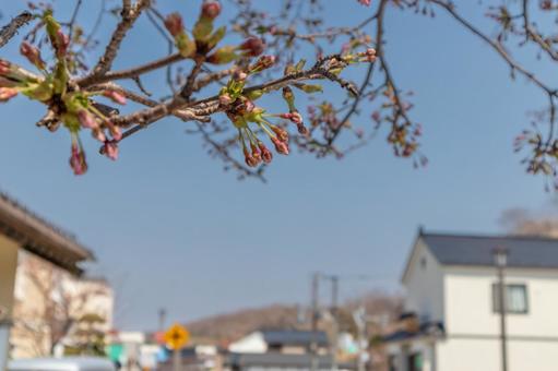 桜のつぼみと江差いにしえ街道 桜のつぼみと江差いにしえ街道の写真