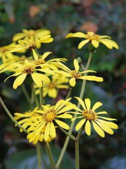 ツワブキ・石蕗　咲く風景 フラワー,秋,冬の写真素材