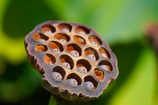 散り蓮華 ハス,レンコン,湿地に自生の写真素材