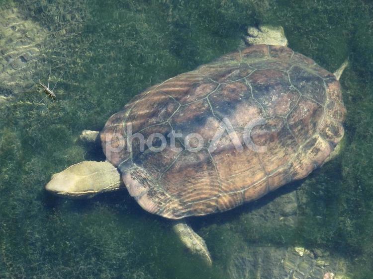 川藻を食むカメ 爬虫類,カメ,川辺の写真素材