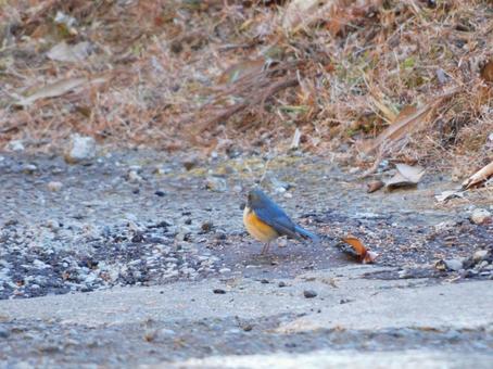道端で見つけたルリビタキ 道端で見つけたルリビタキ ルリビタキ,鳥,青い鳥の写真素材
