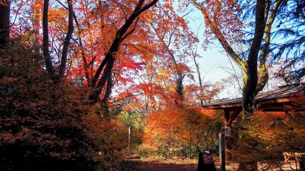 秋の天覧山・幻想的な紅葉(埼玉県飯能市) 秋の天覧山・幻想的な紅葉(埼玉県飯能市) 秋,天覧山,紅葉の写真素材