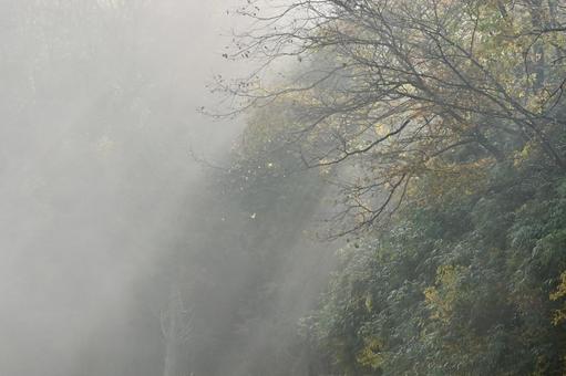 霧に包まれる森 霧,濃霧,自然の写真素材