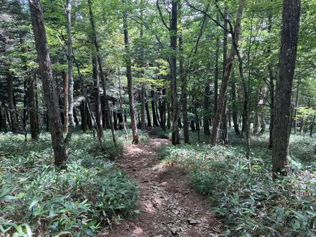 入笠山の登山風景(入笠山頂~首切清水) 入笠山の登山風景(入笠山頂~首切清水)の写真