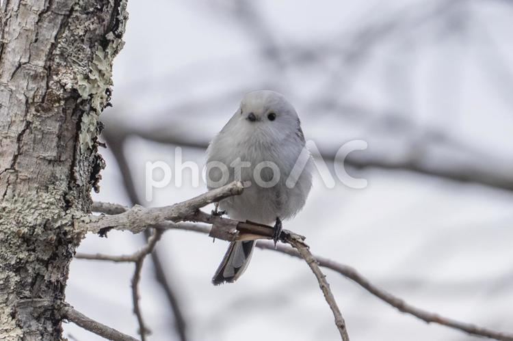 ちょこんと座るシマエナガ シマエナガ,野鳥,野鳥観測の写真素材
