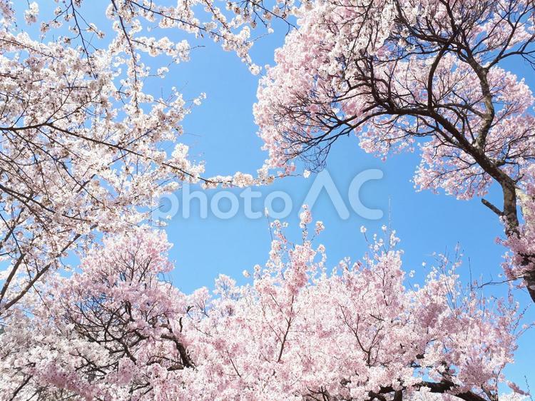 信州伊那市の桜風景 花,春,風景の写真素材