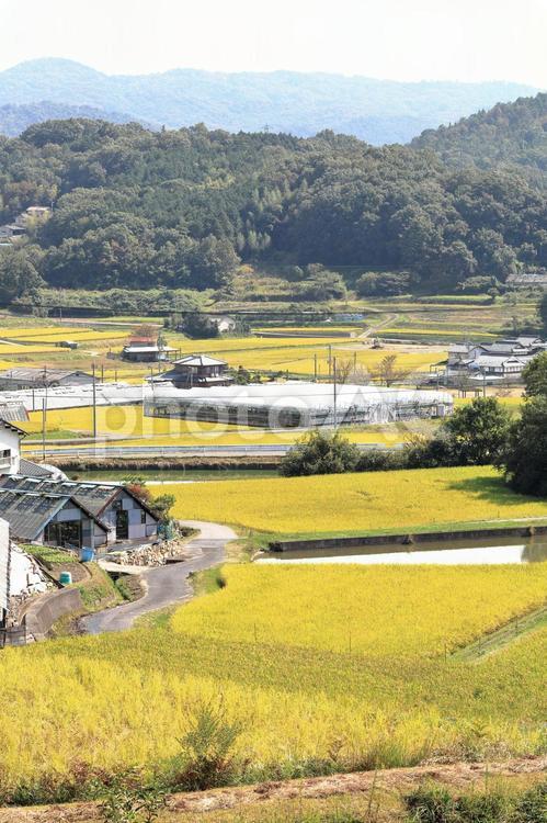田舎の田園風景｜縦構図 田園,稲穂,稲の写真素材