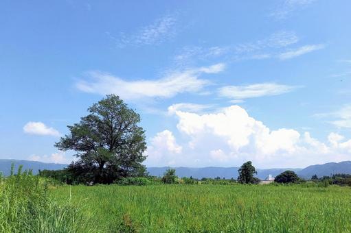 夏景色 夏,草原,夏の思い出の写真素材
