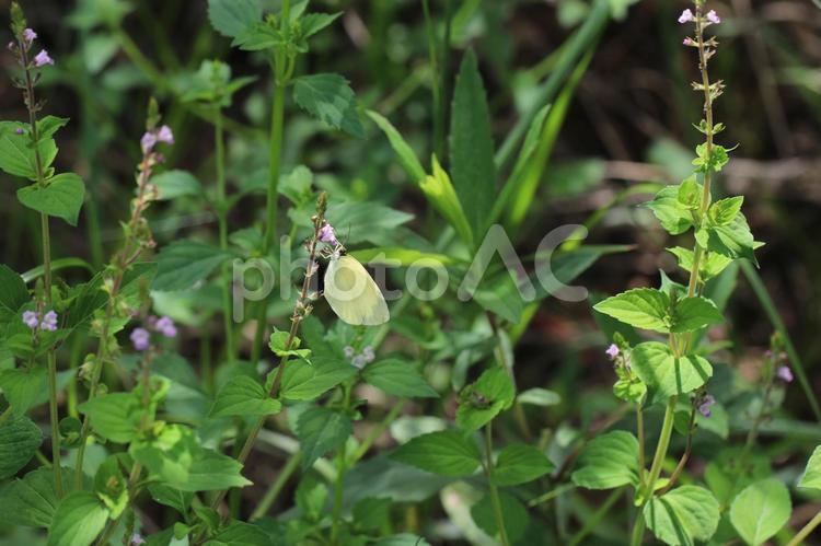 野花に止まるキタキチョウ 雑草,自然,草場の写真素材