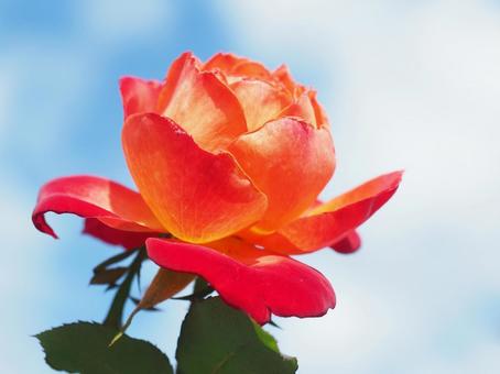 バラ バラ,薔薇,roseの写真素材