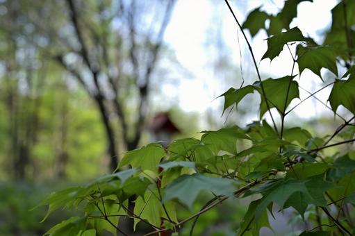 森の中の静かな草花 草花,森,静寂の写真素材