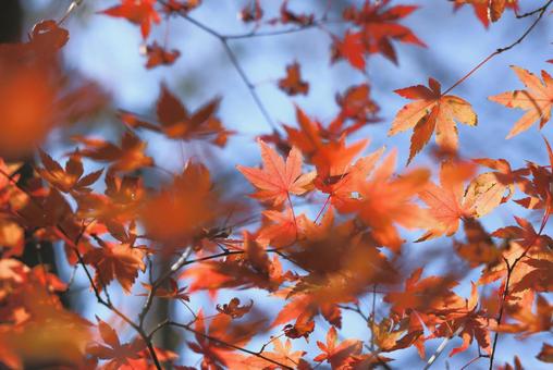 紅葉 紅葉の写真