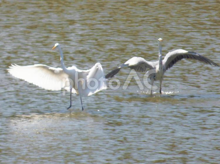 湖畔の浅瀬にて・・サギ004 野鳥,鳥,サギ類の写真素材