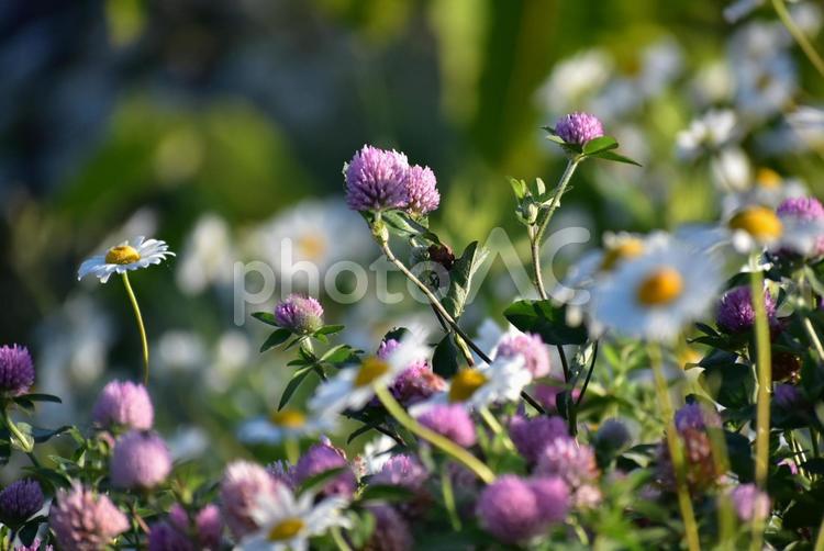 ムラサキツメクサ　紫　草花 秋の七草,ピンク,きれいの写真素材
