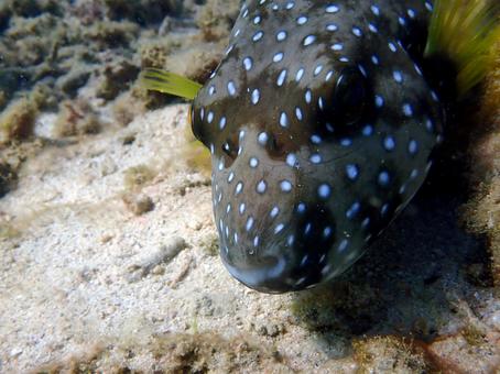 サザナミフグ サザナミフグ 魚,海,沖縄の写真素材