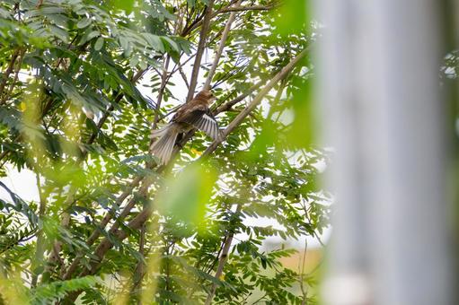 モズの若鳥⒂ 鳥,野鳥,モズの写真素材