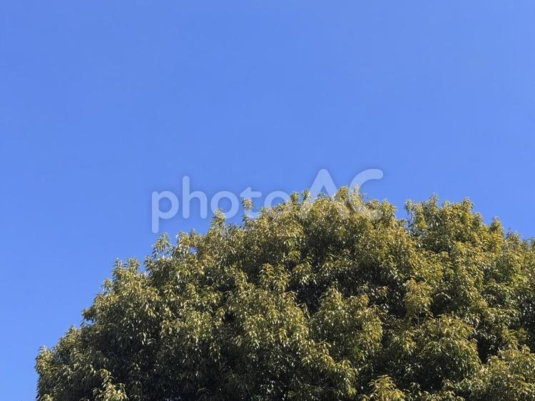 青空と木々2 空,木,青空の写真素材
