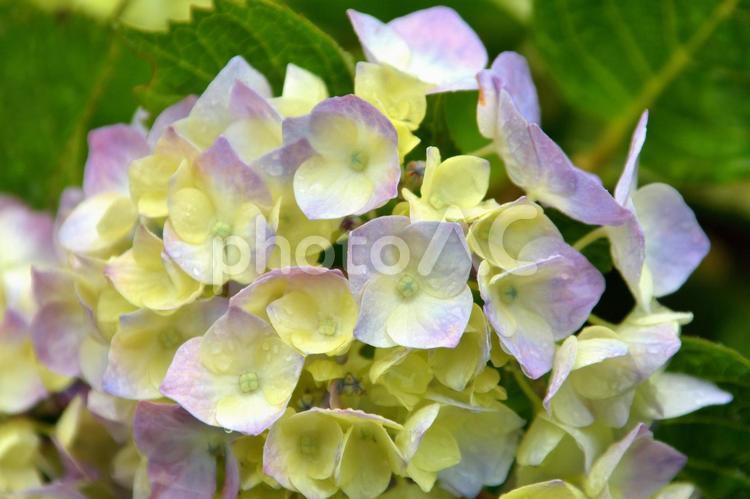 梅雨、雨の日の紫陽花1 梅雨,雨,アジサイの写真素材