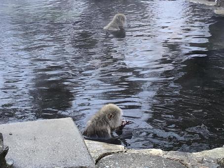 地獄谷野猿公苑 猿 温泉11 地獄谷野猿公苑 猿 温泉11の写真