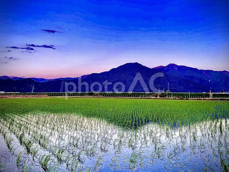 夕焼けと水田 水田,水面,稲作の写真素材