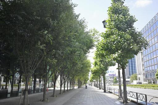 緑が多い歩道 緑が多い歩道の写真