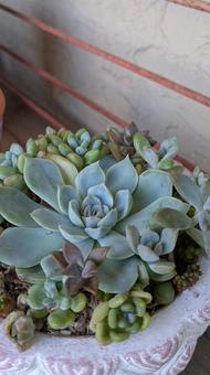 寄せ植え 寄せ植えの写真